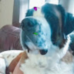 Meet your Posher, Clara